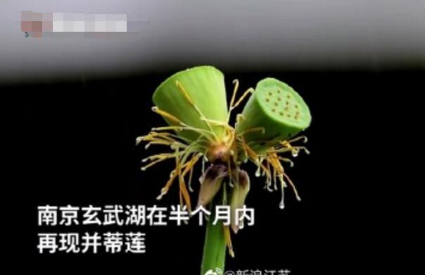 怒了！南京玄武湖并蒂蓮被游客摘下是怎么回事？(圖2)